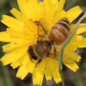 Apis mellifera at Fraser, ACT - 19 Dec 2023