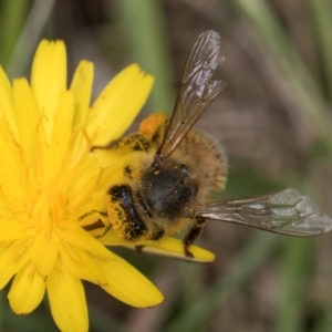 Apis mellifera at Fraser, ACT - 19 Dec 2023