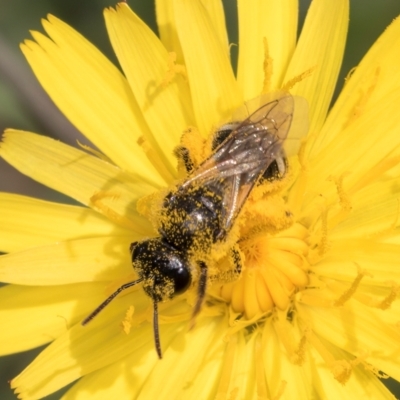 Lasioglossum (Chilalictus) sp. (genus & subgenus) (Halictid bee) at Dunlop Grassland (DGE) - 19 Dec 2023 by kasiaaus