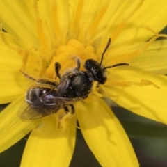 Lasioglossum (Chilalictus) sp. (genus & subgenus) (Halictid bee) at Dunlop Grassland (DGE) - 19 Dec 2023 by kasiaaus
