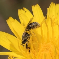 Lasioglossum (Chilalictus) sp. (genus & subgenus) at Fraser, ACT - 19 Dec 2023