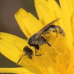 Lasioglossum (Chilalictus) sp. (genus & subgenus) at Fraser, ACT - 19 Dec 2023 11:54 AM