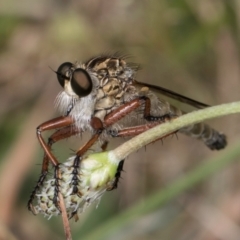Unidentified Robber fly (Asilidae) at Fraser, ACT - 19 Dec 2023 by kasiaaus