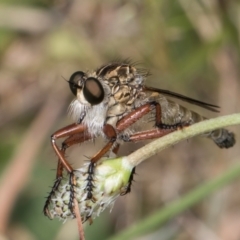 Zosteria sp. (genus) at Fraser, ACT - 19 Dec 2023