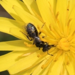 Lasioglossum (Homalictus) sp. (genus & subgenus) (Furrow Bee) at Dunlop Grassland (DGE) - 19 Dec 2023 by kasiaaus