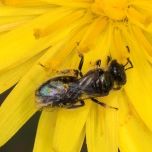 Lasioglossum (Homalictus) sp. (genus & subgenus) at Fraser, ACT - 19 Dec 2023 12:01 PM