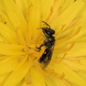 Lasioglossum (Homalictus) sp. (genus & subgenus) at Fraser, ACT - 19 Dec 2023