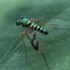 Austrosciapus sp. (genus) (Long-legged fly) at Canberra Central, ACT - 17 Dec 2023 by patrickcox