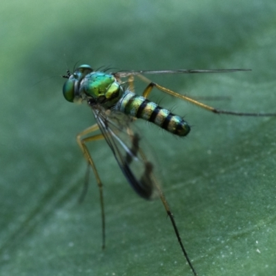 Austrosciapus sp. (genus) (Long-legged fly) at ANBG - 17 Dec 2023 by patrickcox