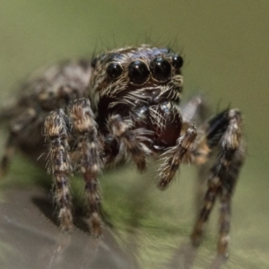 Servaea villosa at ANBG - 18 Dec 2023 10:00 AM