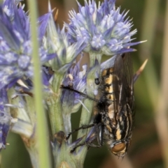 Oxysarcodexia varia (Striped Dung Fly) at Dunlop Grassland (DGE) - 19 Dec 2023 by kasiaaus