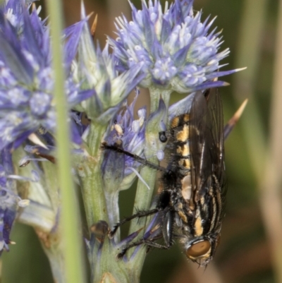 Oxysarcodexia varia (Striped Dung Fly) at Dunlop Grasslands - 19 Dec 2023 by kasiaaus