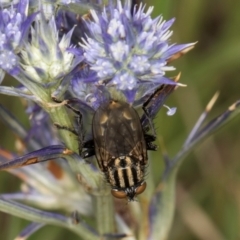 Oxysarcodexia varia at Dunlop Grassland (DGE) - 19 Dec 2023