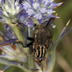 Oxysarcodexia varia at Dunlop Grassland (DGE) - 19 Dec 2023