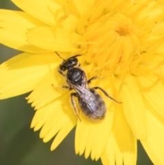 Lasioglossum (Chilalictus) lanarium (Halictid bee) at Dunlop Grassland (DGE) - 19 Dec 2023 by kasiaaus
