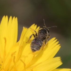 Lasioglossum (Chilalictus) lanarium at Fraser, ACT - 19 Dec 2023