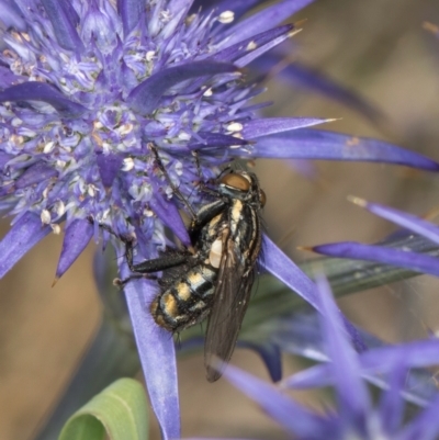 Oxysarcodexia varia (Striped Dung Fly) at Dunlop Grassland (DGE) - 19 Dec 2023 by kasiaaus