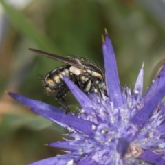 Oxysarcodexia varia at Fraser, ACT - 19 Dec 2023