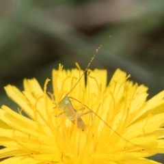 Conocephalus semivittatus (Meadow katydid) at Dunlop Grassland (DGE) - 19 Dec 2023 by kasiaaus