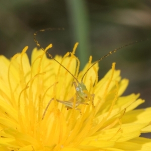 Conocephalus semivittatus at Fraser, ACT - 19 Dec 2023