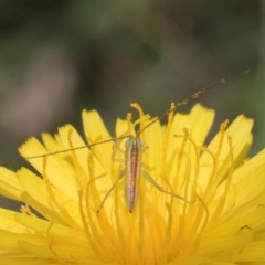 Conocephalus semivittatus at Fraser, ACT - 19 Dec 2023