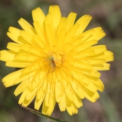 Conocephalus semivittatus at Fraser, ACT - 19 Dec 2023