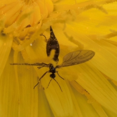 Unidentified True fly (Diptera) at Dunlop Grasslands - 19 Dec 2023 by kasiaaus