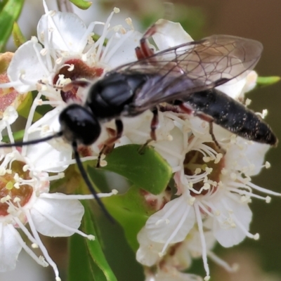 Unidentified Flower wasp (Scoliidae or Tiphiidae) at Yackandandah, VIC - 18 Dec 2023 by KylieWaldon