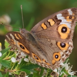 Junonia villida at Yackandandah, VIC - 19 Dec 2023