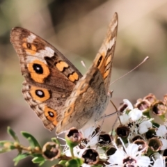 Junonia villida at Yackandandah, VIC - 19 Dec 2023 09:13 AM