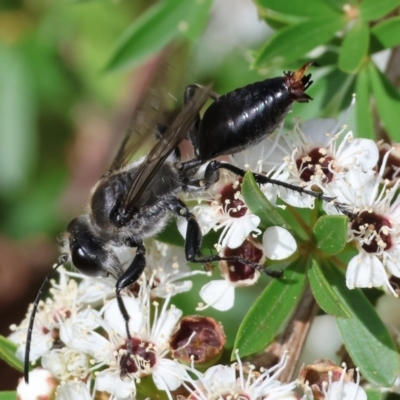 Unidentified Flower wasp (Scoliidae or Tiphiidae) at Yackandandah, VIC - 18 Dec 2023 by KylieWaldon