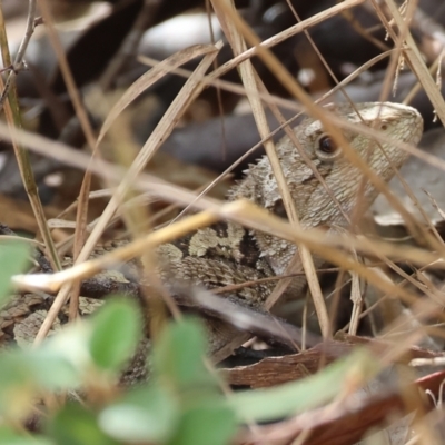 Amphibolurus muricatus at Yackandandah, VIC - 19 Dec 2023 by KylieWaldon