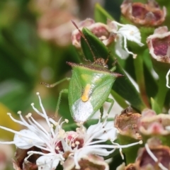 Unidentified Shield, Stink or Jewel Bug (Pentatomoidea) at Yackandandah, VIC - 18 Dec 2023 by KylieWaldon