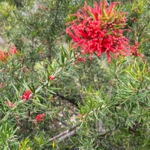 Apis mellifera at Campbell, ACT - 9 Dec 2023