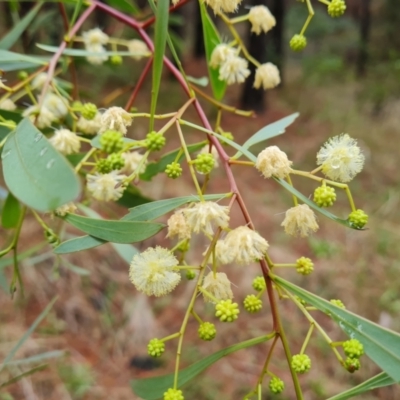 Acacia penninervis var. penninervis (Hickory Wattle) at Isaacs, ACT - 20 Dec 2023 by Mike