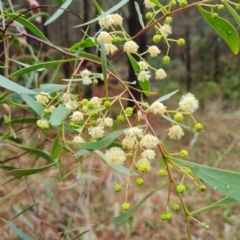 Acacia penninervis var. penninervis at Isaacs Ridge and Nearby - 20 Dec 2023 05:30 PM