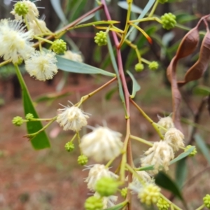 Acacia penninervis var. penninervis at Isaacs Ridge and Nearby - 20 Dec 2023