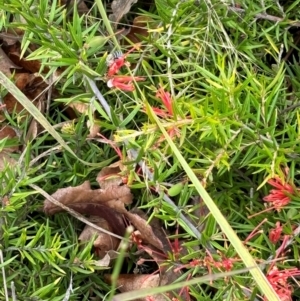 Amegilla sp. (genus) at Campbell, ACT - 9 Dec 2023