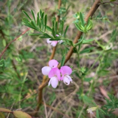 Lotus australis (Austral Trefoil) at Namadgi National Park - 19 Dec 2023 by RosD