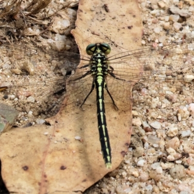 Austrogomphus guerini (Yellow-striped Hunter) at Yackandandah, VIC - 19 Dec 2023 by KylieWaldon