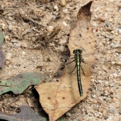 Austrogomphus guerini at Yackandandah, VIC - 19 Dec 2023 09:19 AM