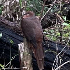 Macropygia phasianella (Brown Cuckoo-dove) at Surf Beach, NSW - 20 Dec 2023 by Hejor1