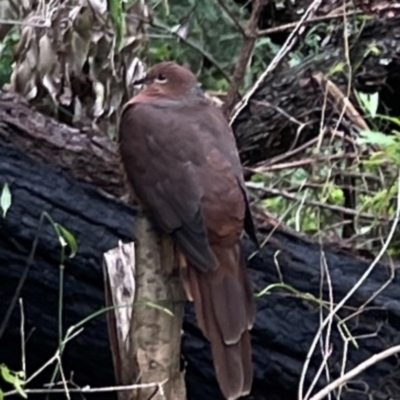 Macropygia phasianella (Brown Cuckoo-dove) at Surf Beach, NSW - 20 Dec 2023 by Hejor1