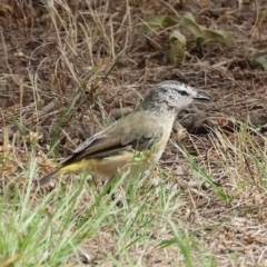 Acanthiza chrysorrhoa (Yellow-rumped Thornbill) at Yackandandah, VIC - 19 Dec 2023 by KylieWaldon