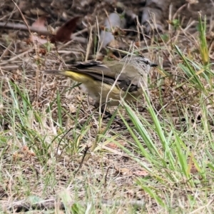 Acanthiza chrysorrhoa at Yackandandah, VIC - 19 Dec 2023