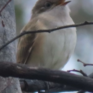 Chrysococcyx basalis at Callum Brae - 20 Dec 2023 10:38 AM