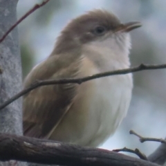 Chrysococcyx basalis at Callum Brae - 20 Dec 2023 10:38 AM