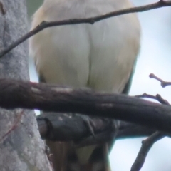 Chrysococcyx basalis at Callum Brae - 20 Dec 2023