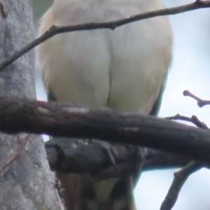 Chrysococcyx basalis at Callum Brae - 20 Dec 2023 10:38 AM