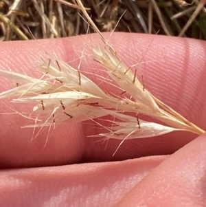 Rytidosperma racemosum var. racemosum at Hughes Garran Woodland - 16 Nov 2023 05:21 PM